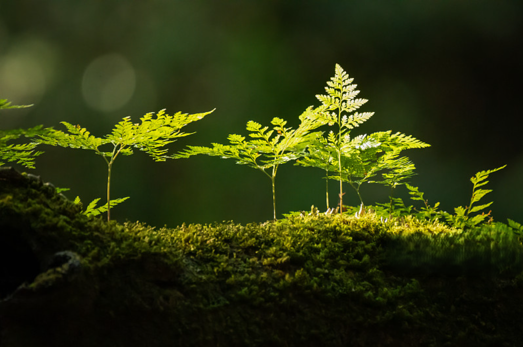 杜仲古树与现代科技融合意境图