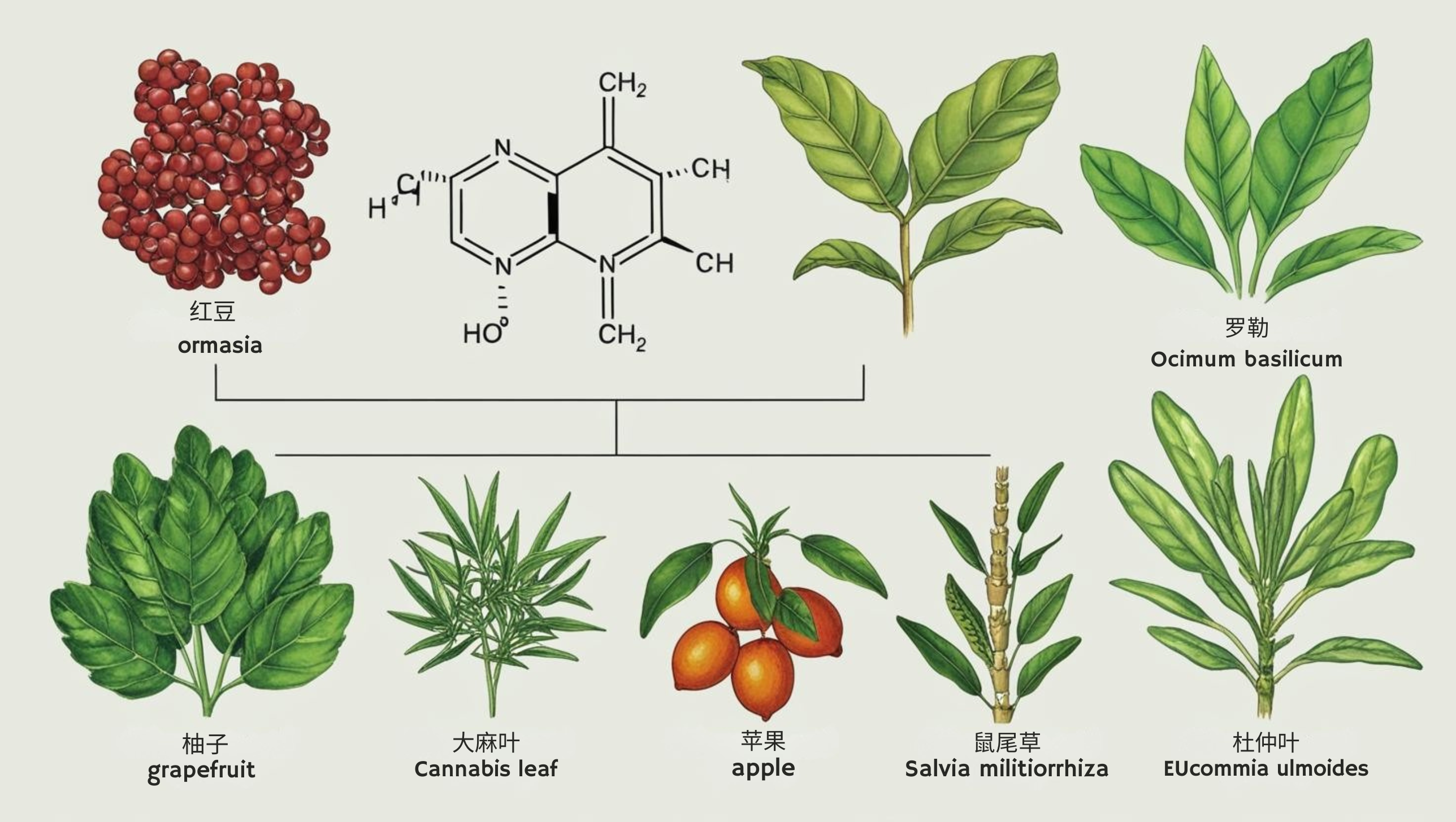 绿原酸化学结构示意图