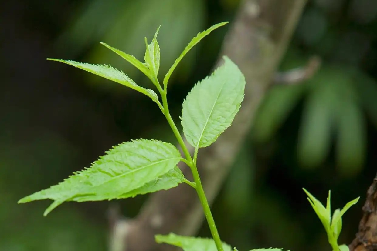 新鲜的杜仲叶特写
