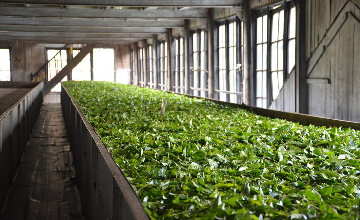 张家界绿春园茶业 illustrative image