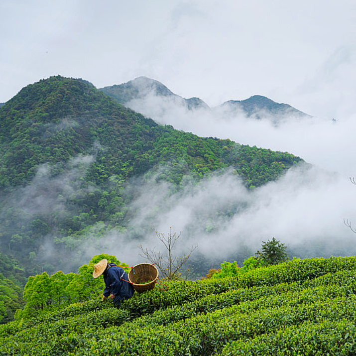 丰收的杜仲茶叶