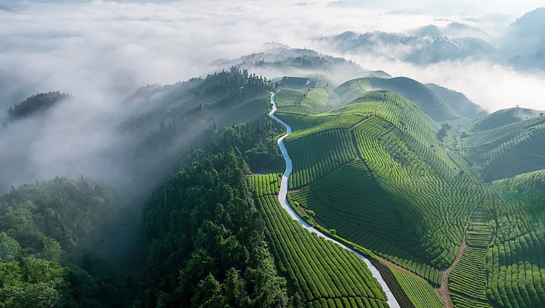 江垭镇高山杜仲产区 illustrative image